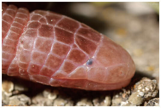 Image of Iberian Worm Lizard