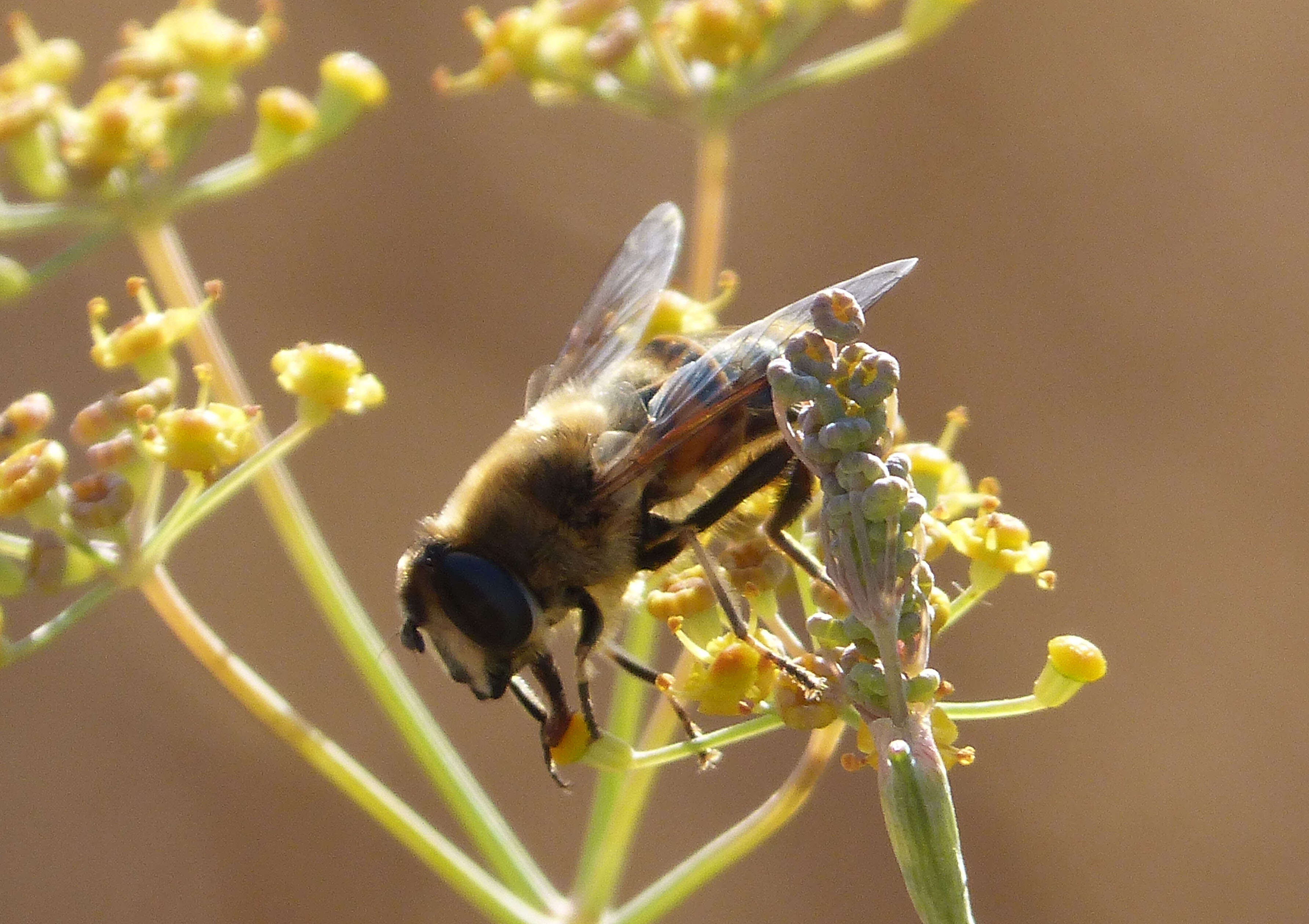 Image of drone fly