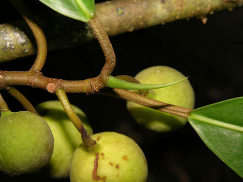 Ficus maxima Mill.的圖片