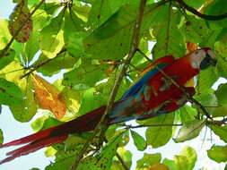 Image of Scarlet Macaw