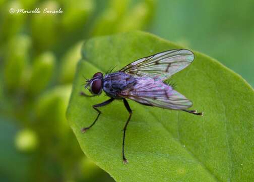 Sivun Phaonia fuscata (Fallen 1825) kuva