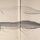 Imagem de Protopterus aethiopicus Heckel 1851