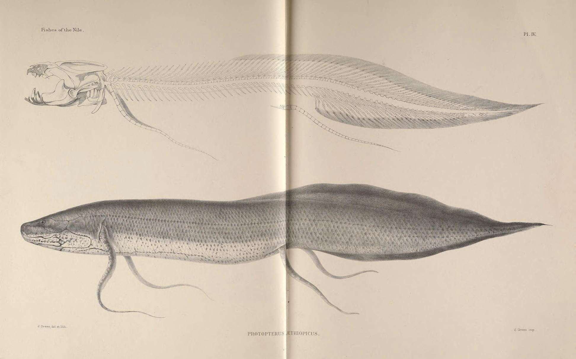 Image of African lungfishes