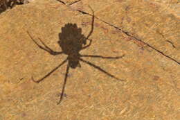 Image of Argiope lobata (Pallas 1772)