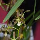 Image of Encyclia patens Hook.