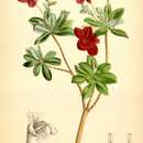 Image of Scaly Rhododendron