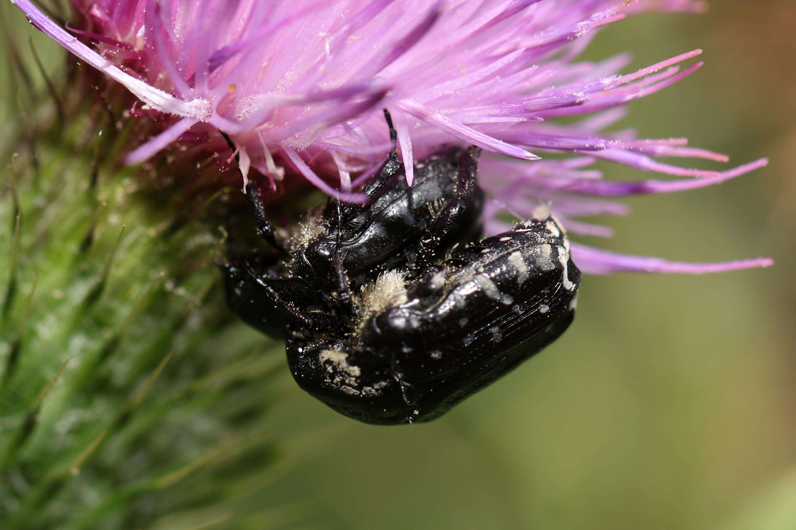 Image de Cétoine grise