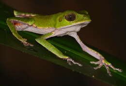 Image of Leaf Frogs