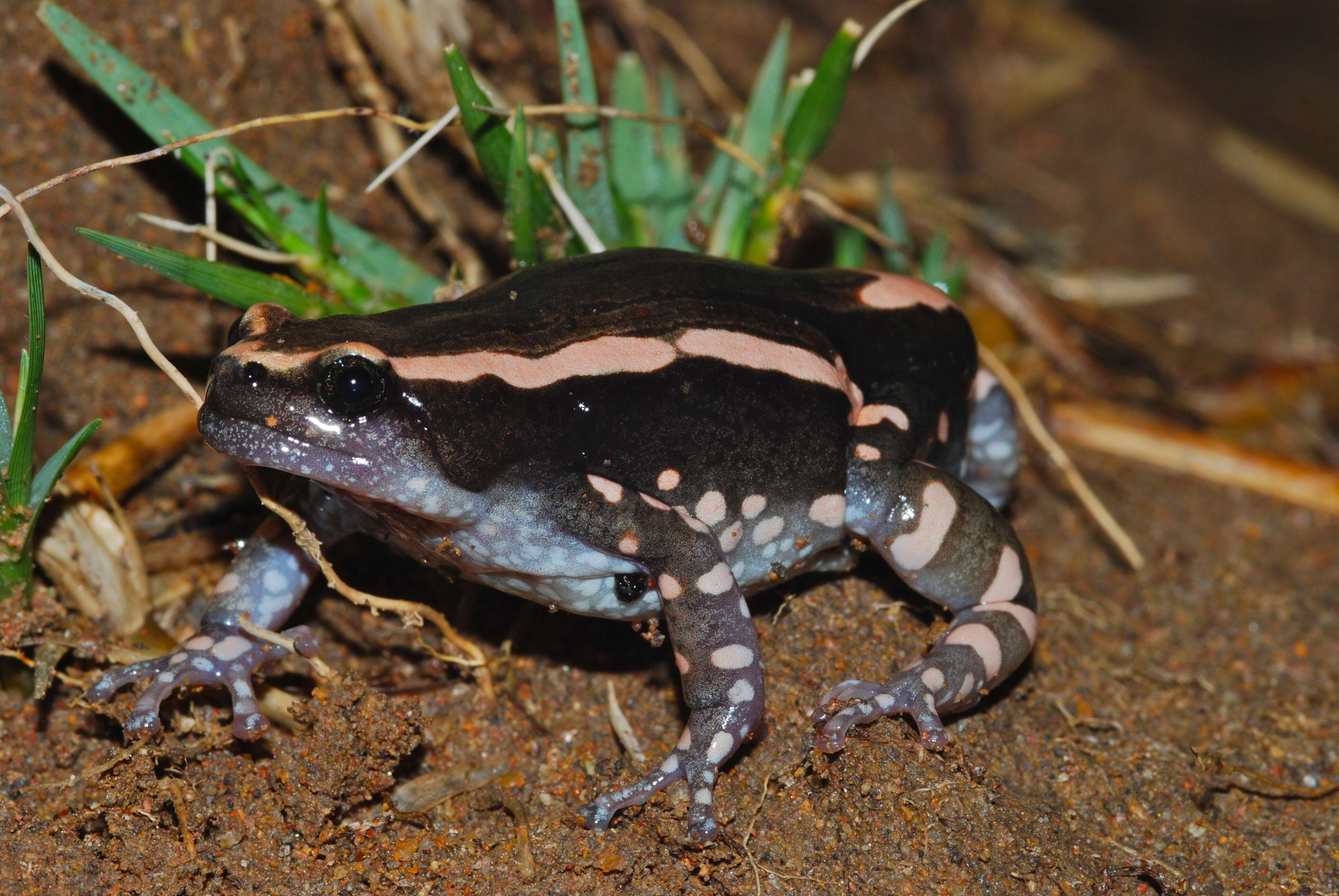 Image of Banded Rubber Frog