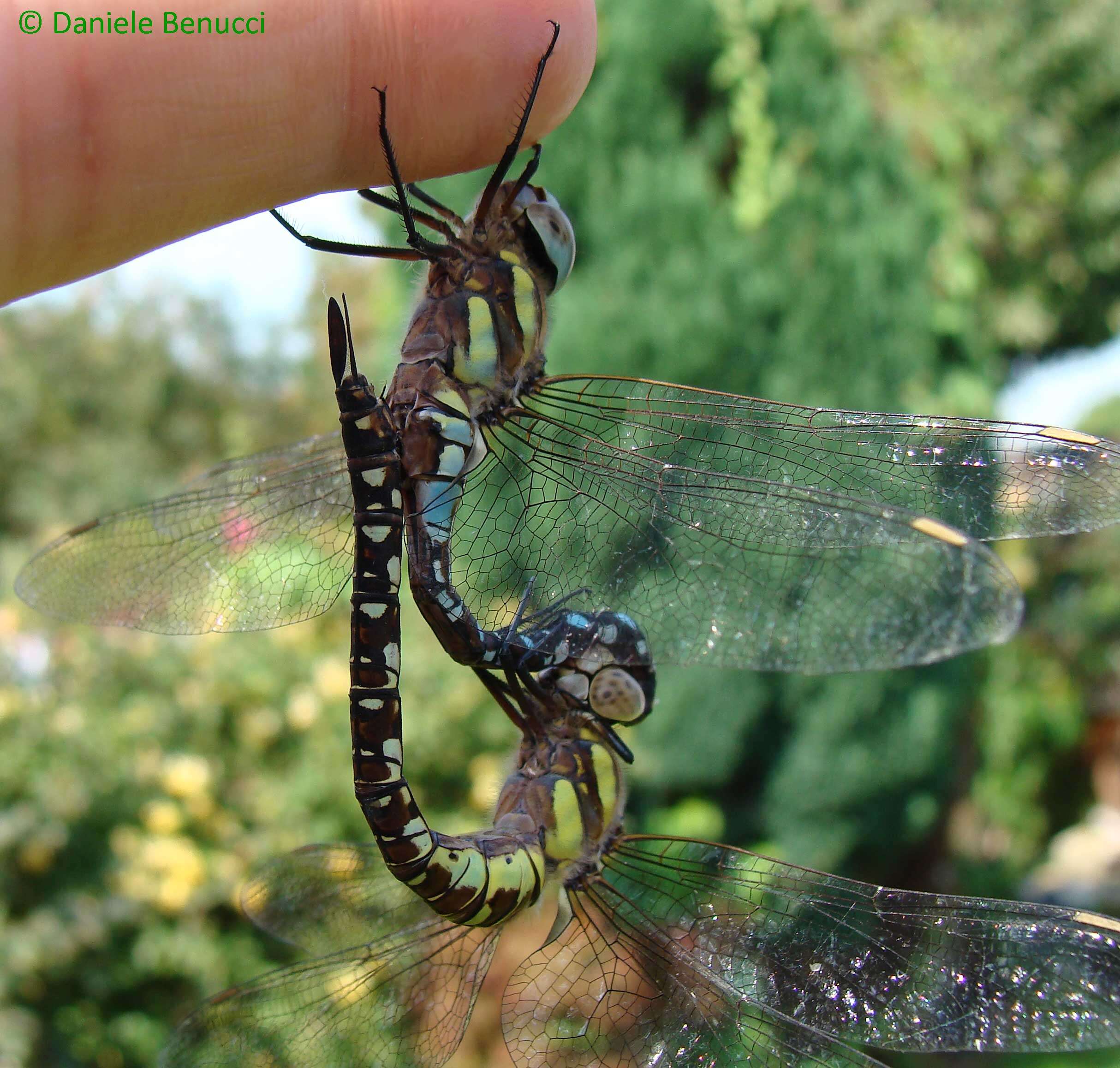 Image of hawker dragonfly