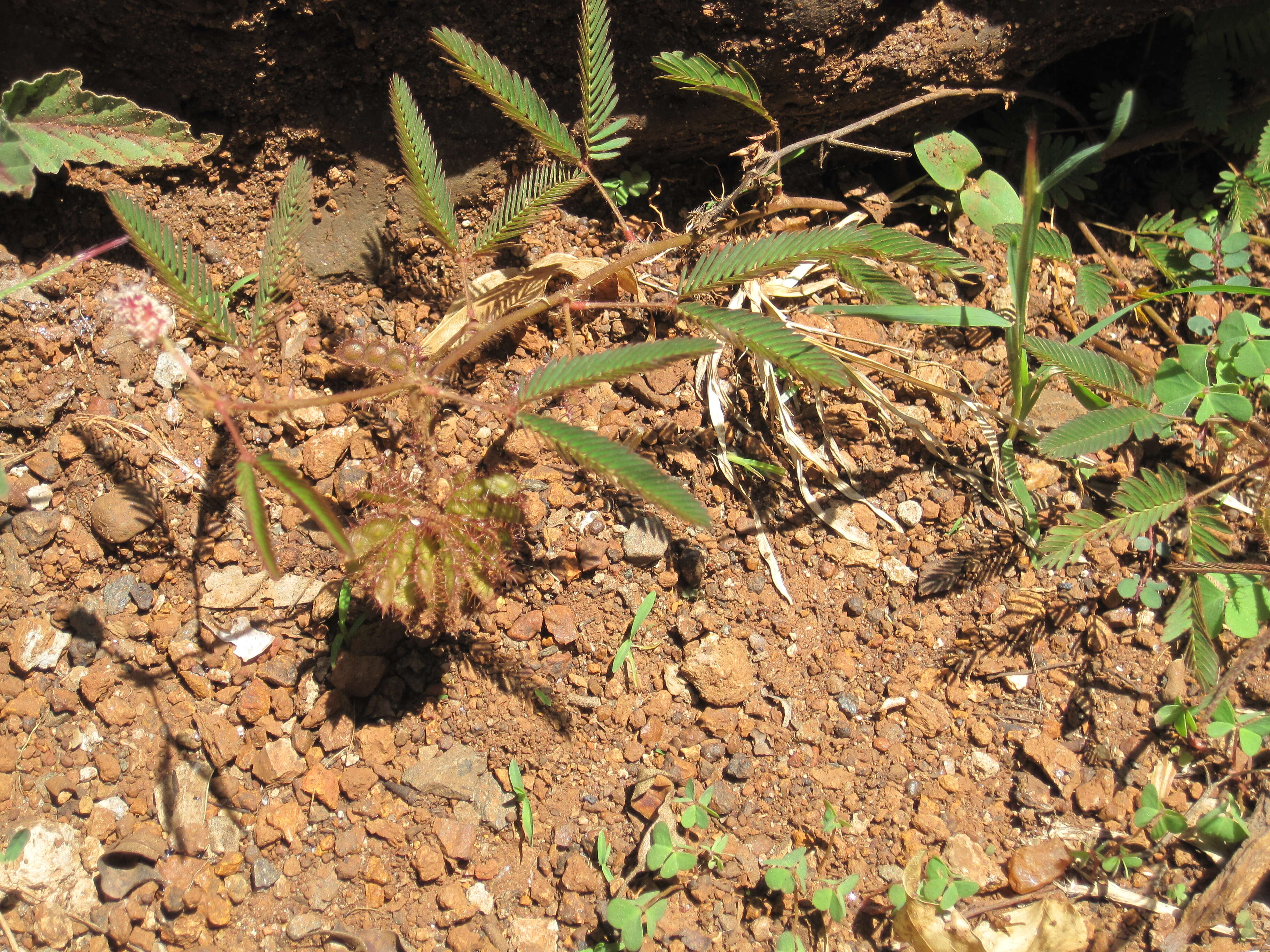 Image of sensitive plant