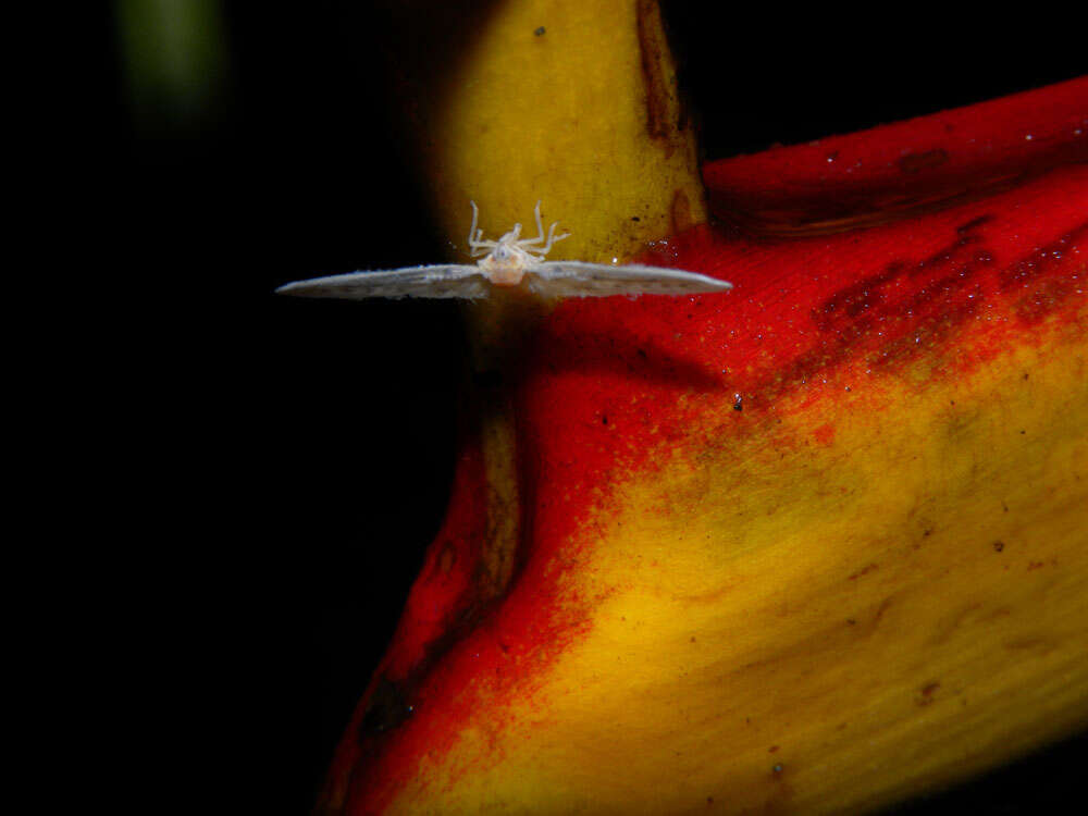 Image of wild plantain