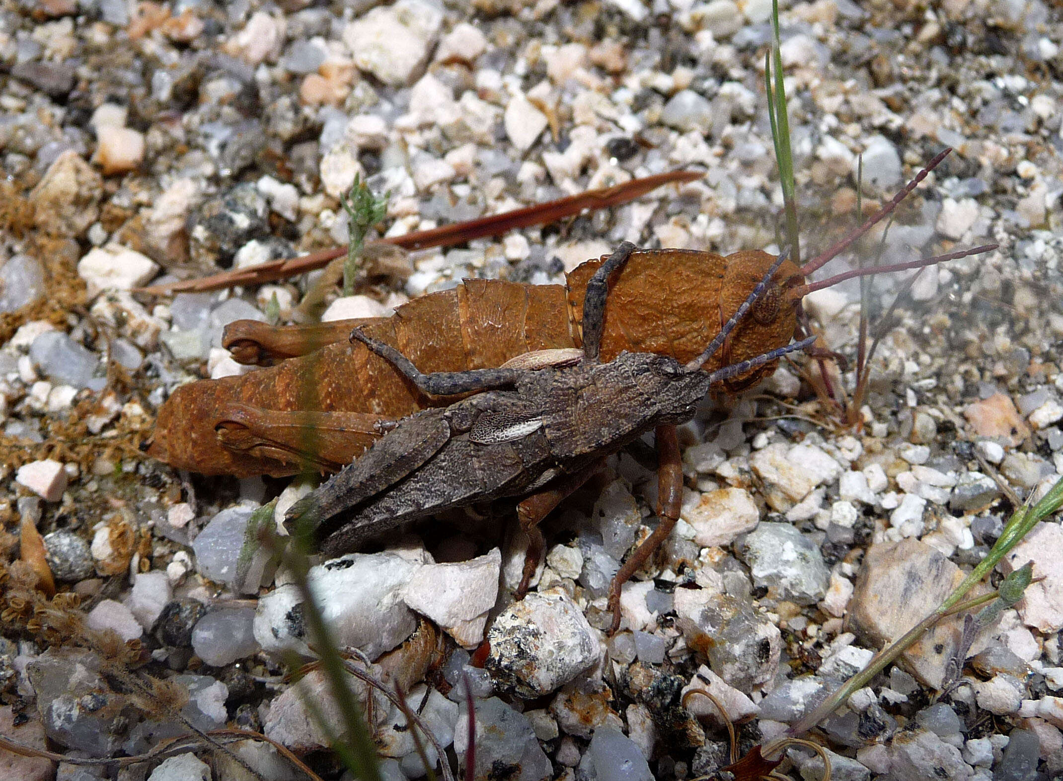 Image of toad grasshoppers