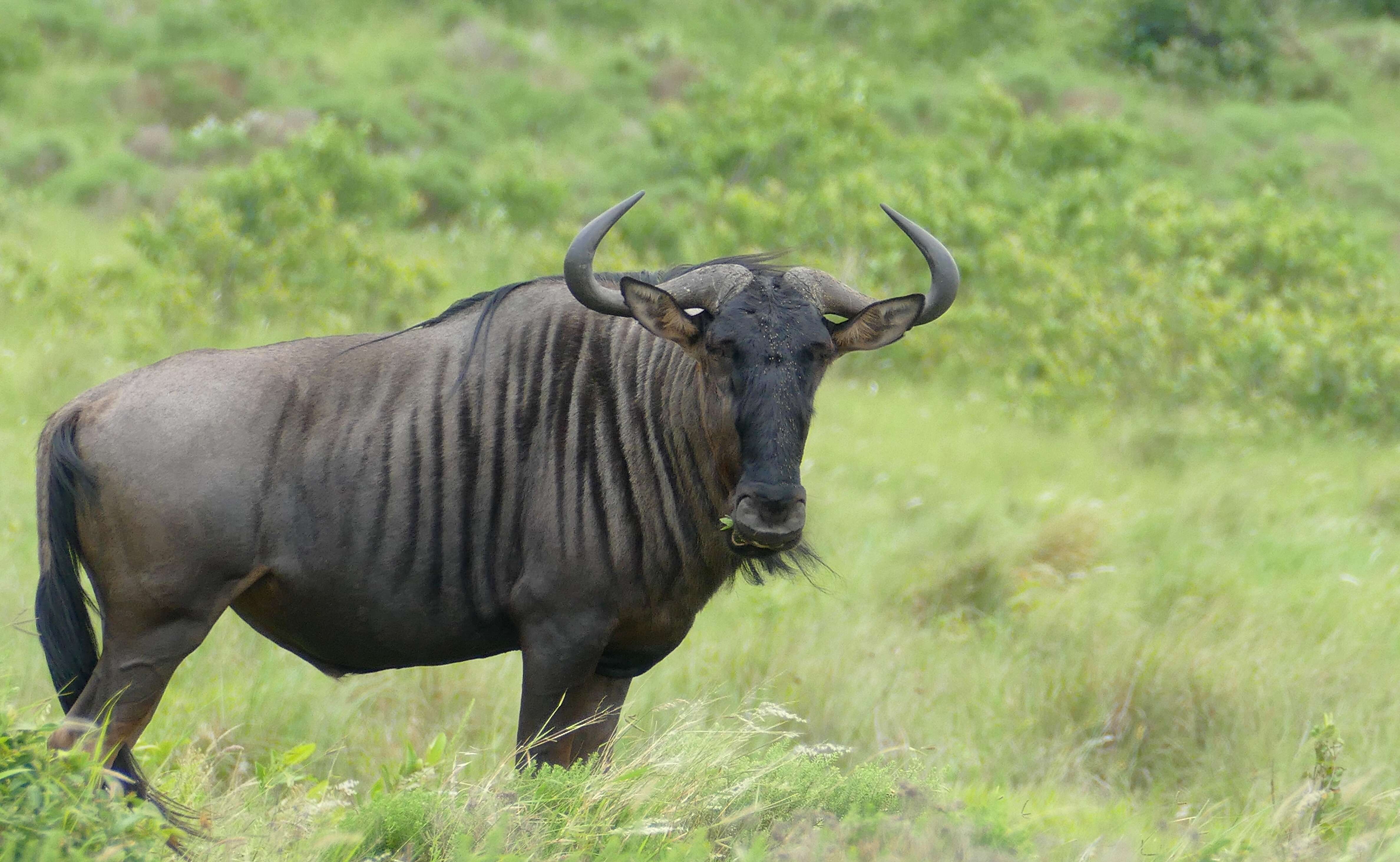 Image of wildebeest