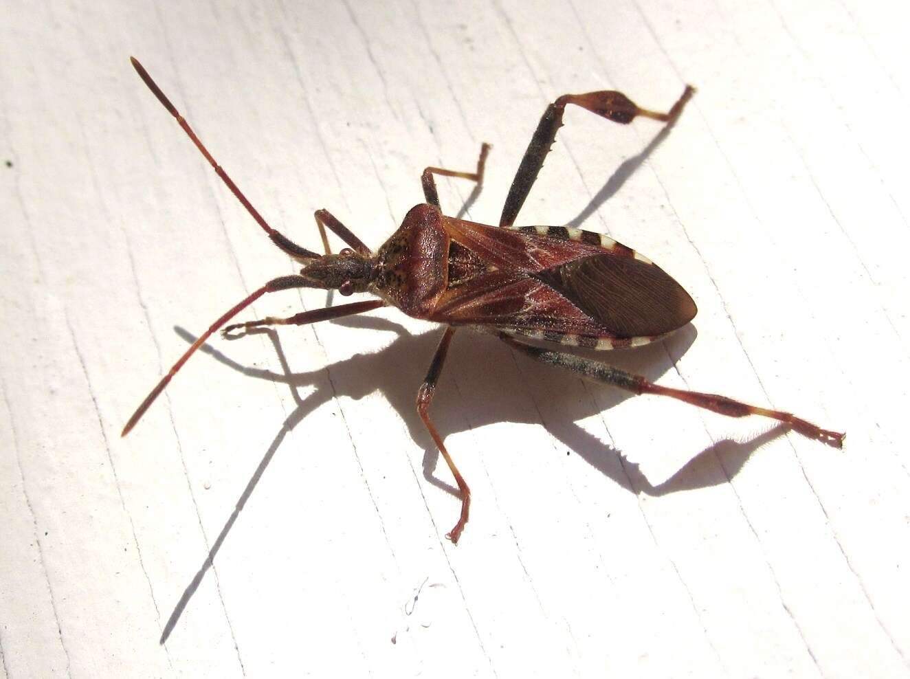 Imagem de Leptoglossus occidentalis Heidemann 1910