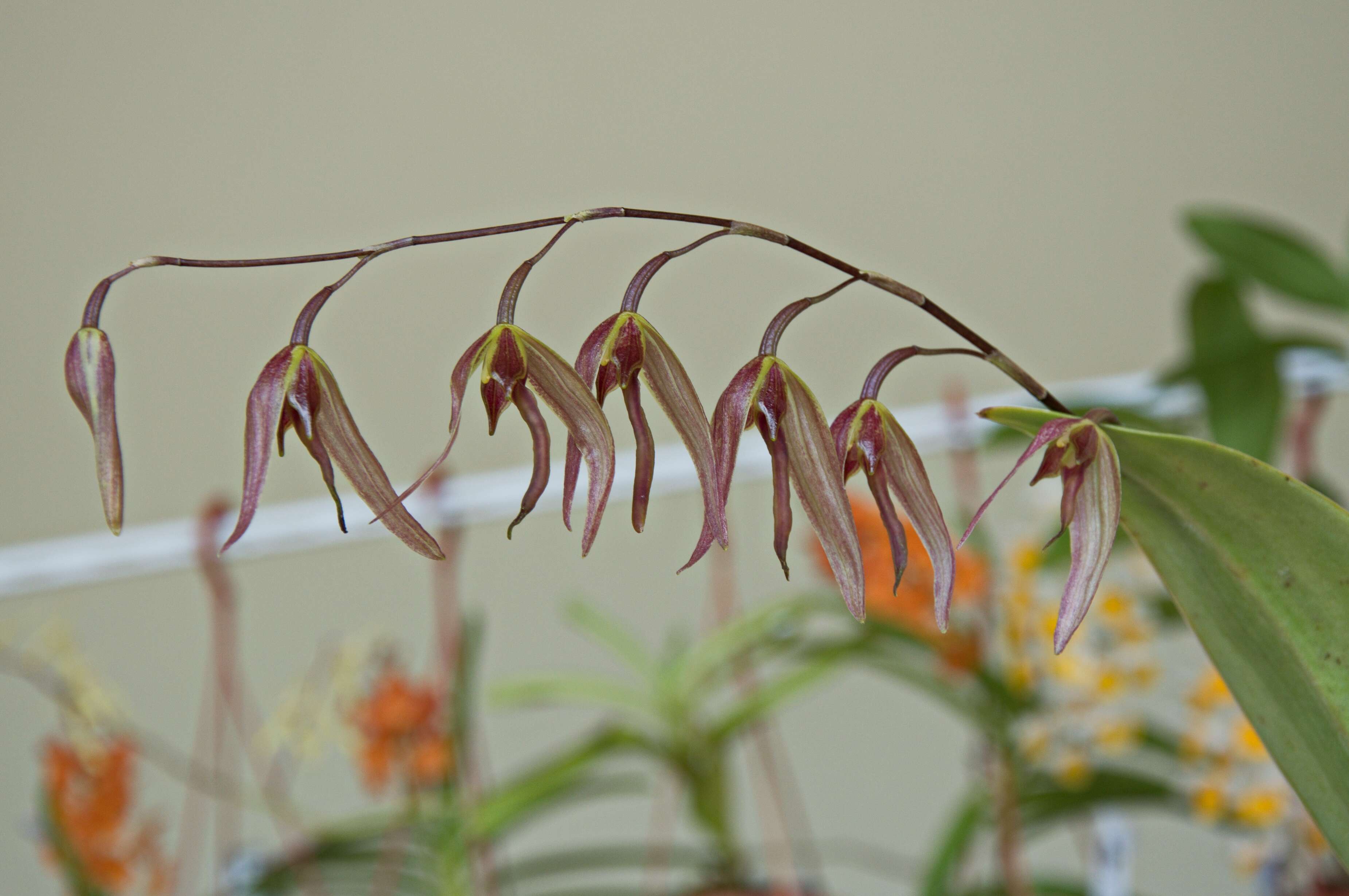 Image of Leach orchids