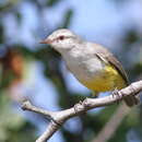 Image of Yellow-bellied Eremomela