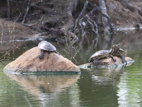 Image of Murray River Turtle