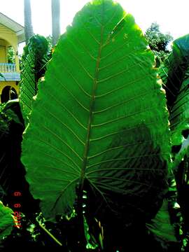 Image of giant taro