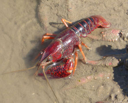 Image of Procambarus clarkii