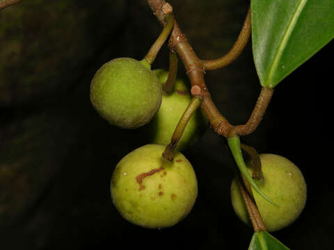 Ficus maxima Mill.的圖片