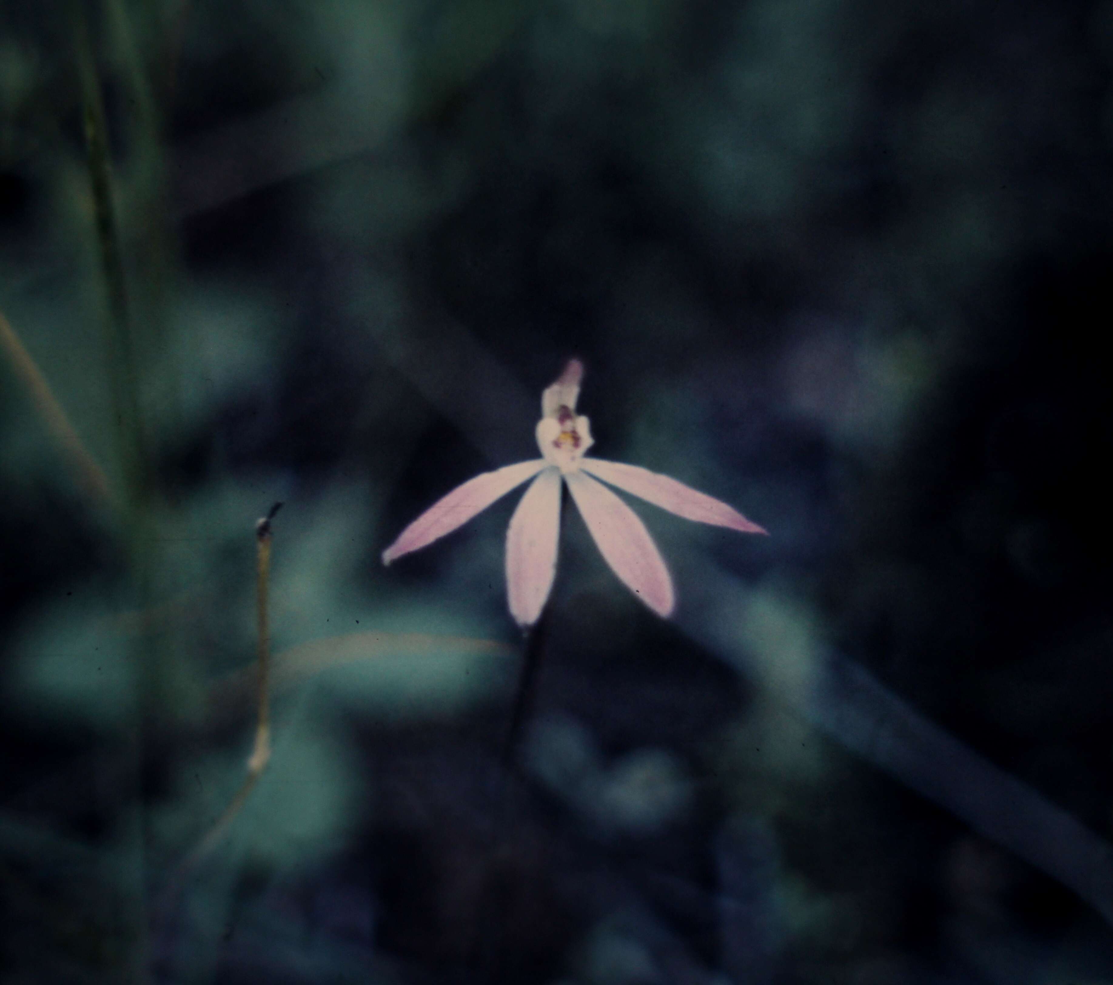 Image of Dusky fingers orchid