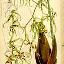 Image of Miltonia phymatochila (Lindl.) N. H. Williams & M. W. Chase
