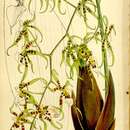 Imagem de Miltonia phymatochila (Lindl.) N. H. Williams & M. W. Chase