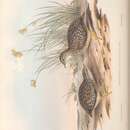 Sivun Turnix varius scintillans (Gould 1845) kuva