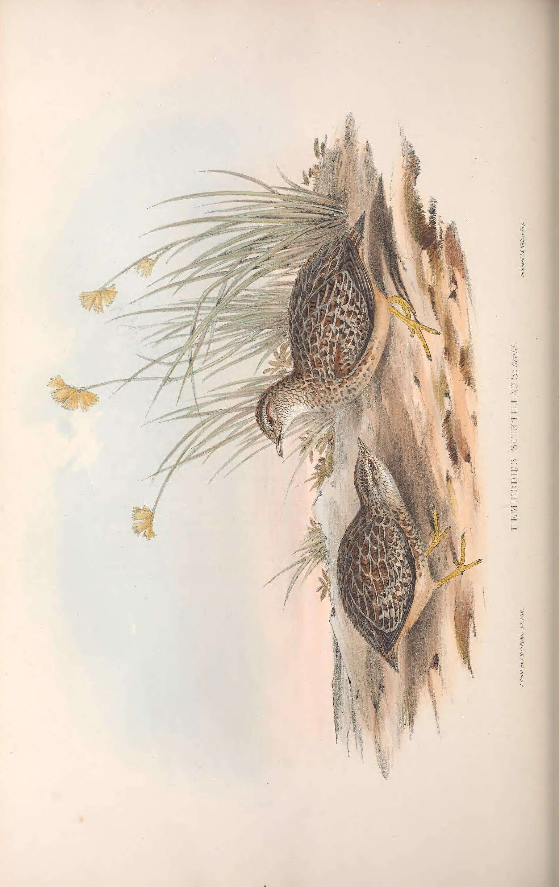 Image of Painted Buttonquail