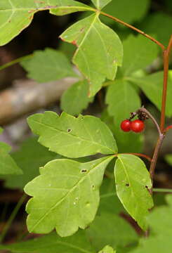 Image of fragrant sumac