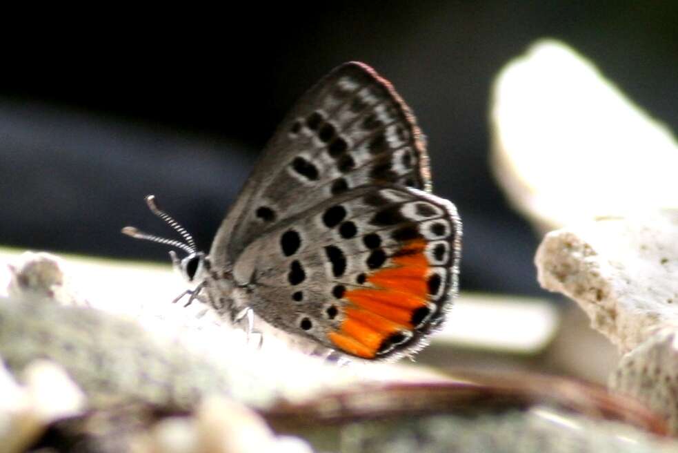 Image de Polyommatinae