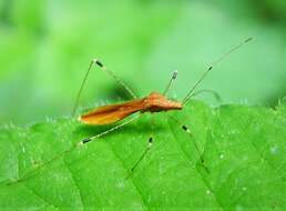 Image of stilt bugs