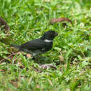 Image of Wing-barred Seedeater