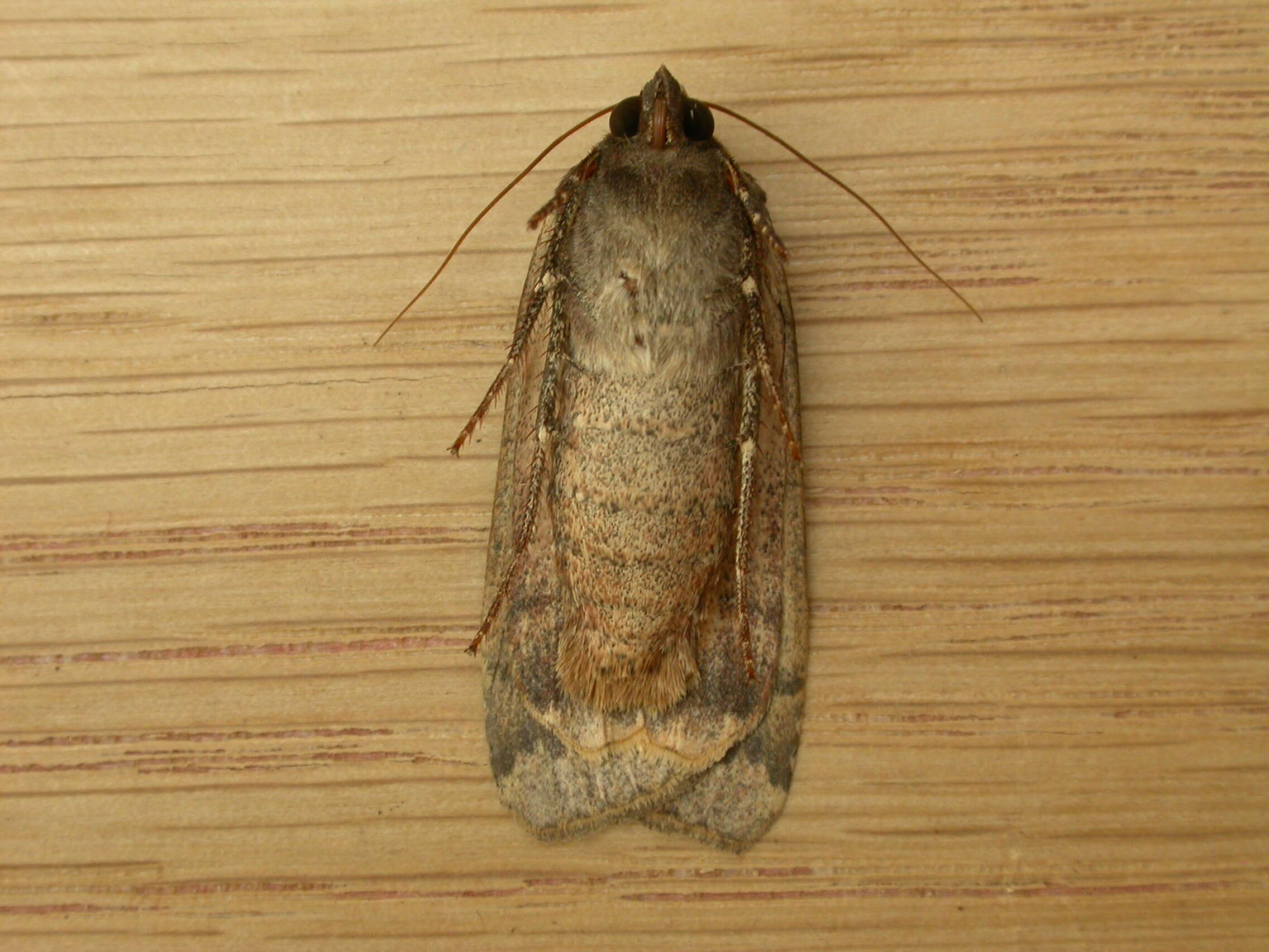 Image of Large Yellow Underwing