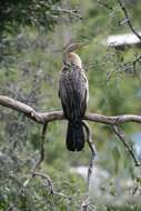 Image of anhingas and darters