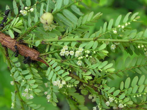 Image of Phyllanthus polyphyllus Willd.