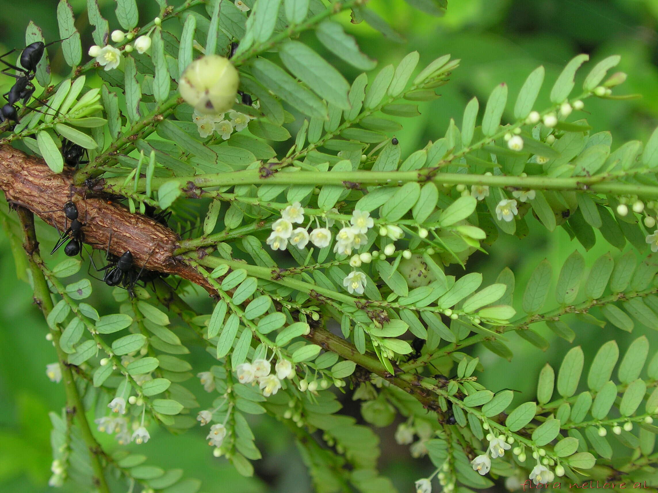 صورة Phyllanthus polyphyllus Willd.