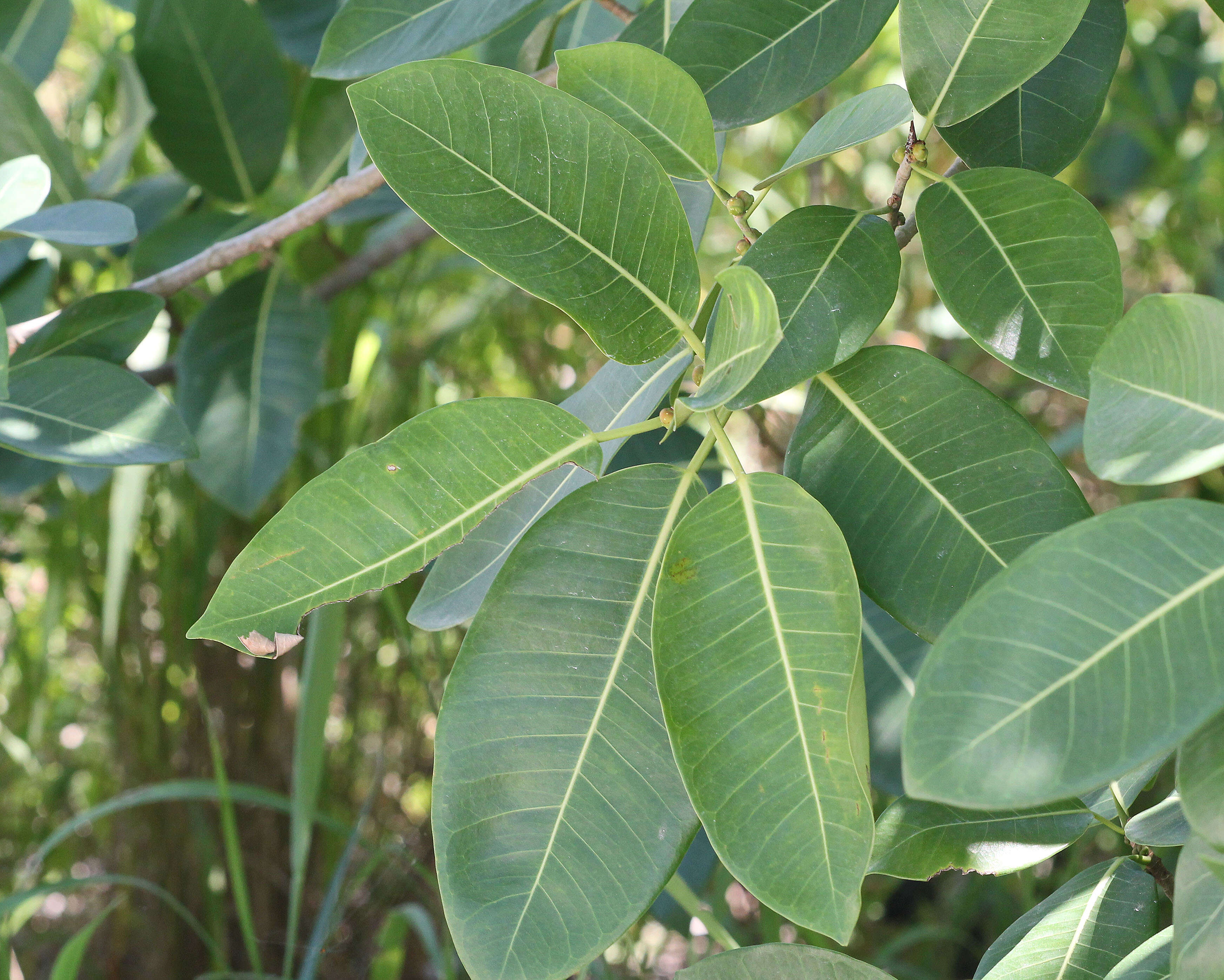 Image of Ficus