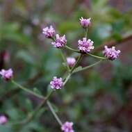 Image of Lippia oxycnemis Schauer