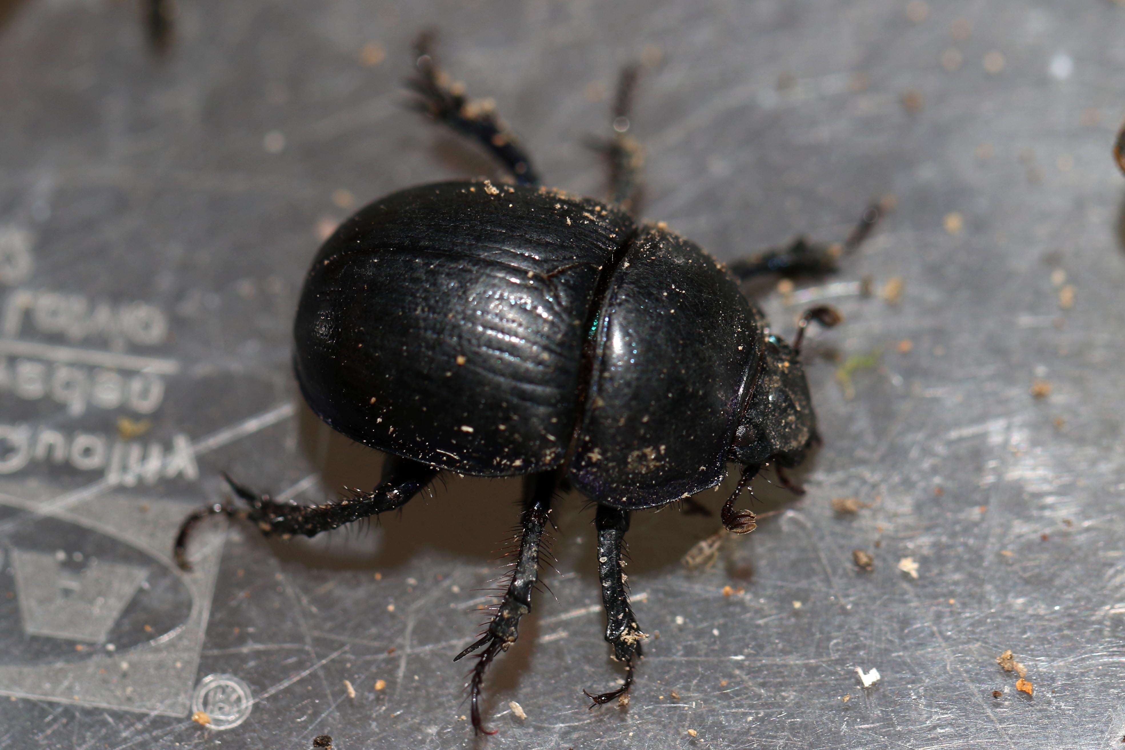 Image de Anoplotrupes