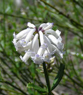 Image of Dipyrena juncea (Gillies & Hook.) Ravenna