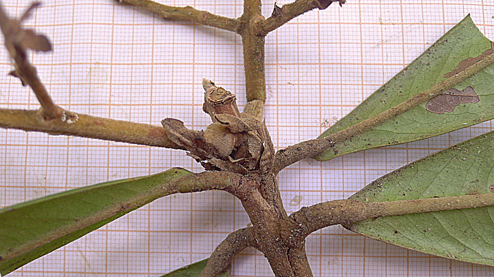 Image of Myrcia obversa (D. Legrand) E. Lucas & C. E. Wilson