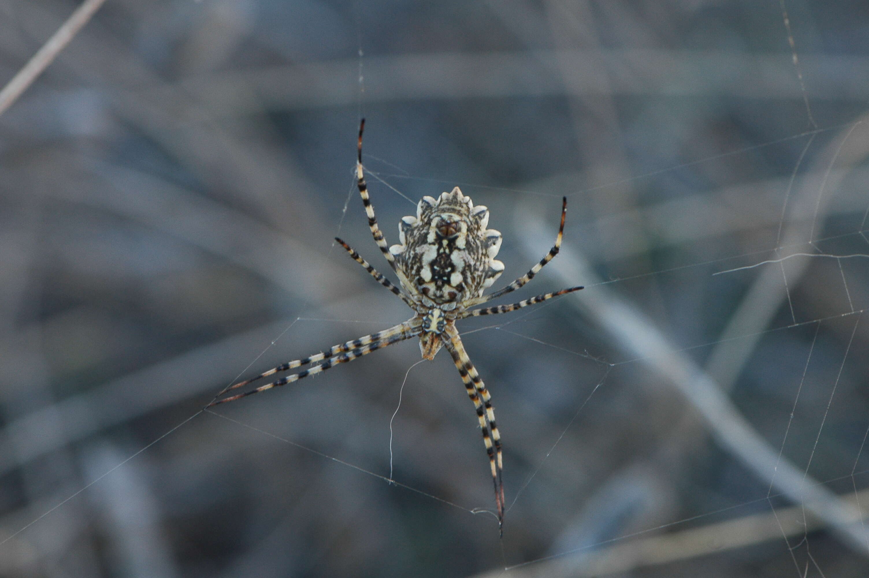 Image of Argiope lobata (Pallas 1772)