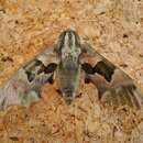 Image of lime hawk-moth