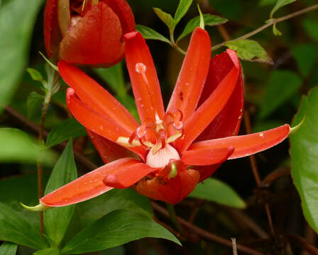 Sivun Passiflora coccinea Aubl. kuva