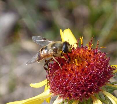 Imagem de Eristalis tenax (Linnaeus 1758)