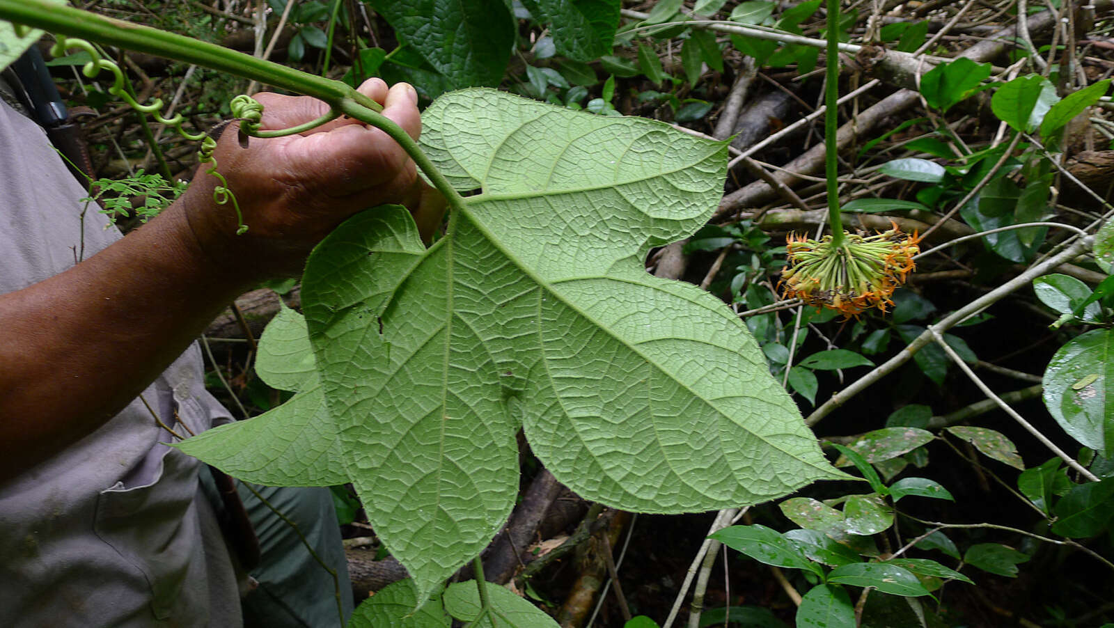 Image of Gurania subumbellata (Miq.) Cogn.