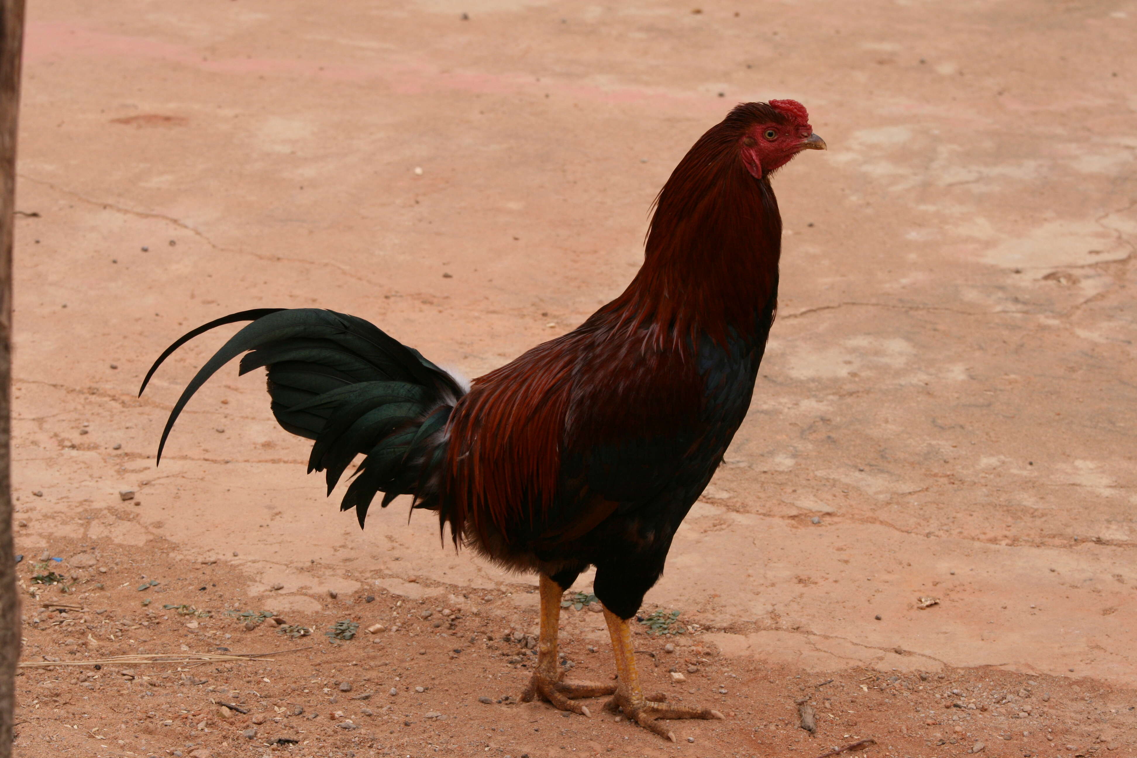 Image of Bantam Cock