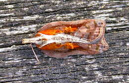 Image of Acleris cristana Denis & Schiffermüller 1775